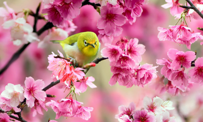 桜の花